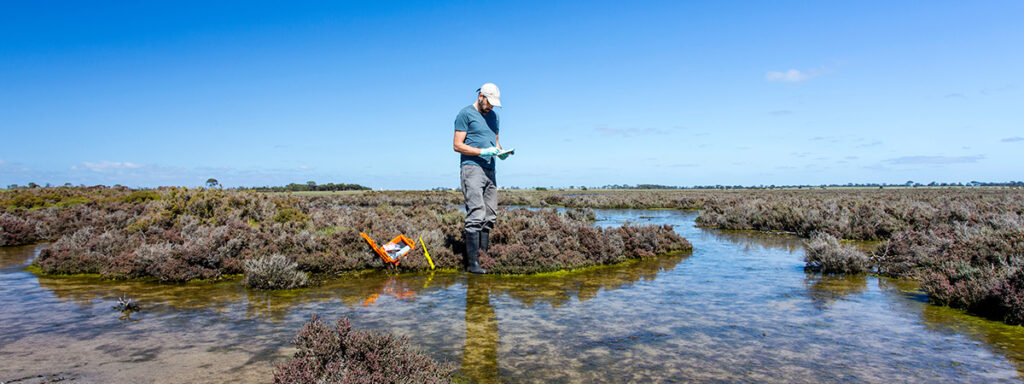 Scientist measuring environmental water quality parameters in a wetland.